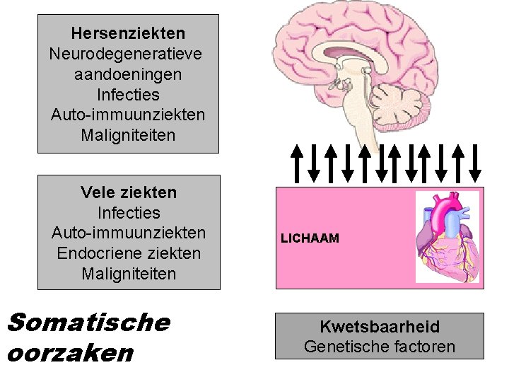 Hersenziekten Neurodegeneratieve aandoeningen Infecties Auto-immuunziekten Maligniteiten Vele ziekten Infecties Auto-immuunziekten Endocriene ziekten Maligniteiten Somatische