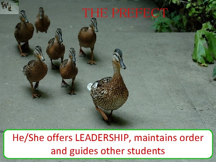 THE PREFECT He/She offers LEADERSHIP, maintains order and guides other students THE PREFECT He/She offers LEADERSHIP, maintains order and guides other students