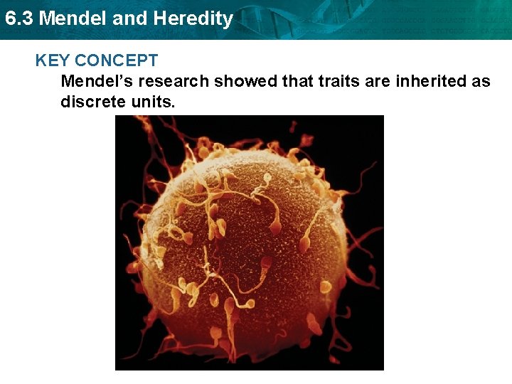 6. 3 Mendel and Heredity KEY CONCEPT Mendel’s research showed that traits are inherited