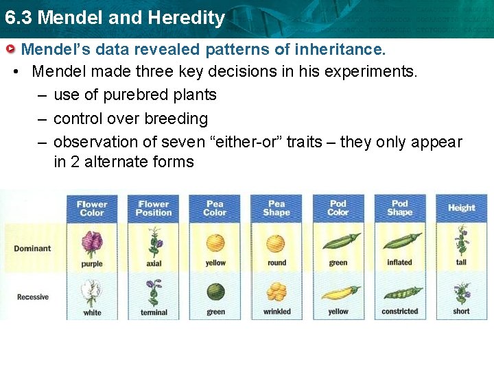 6. 3 Mendel and Heredity Mendel’s data revealed patterns of inheritance. • Mendel made