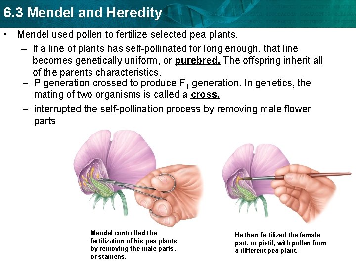 6. 3 Mendel and Heredity • Mendel used pollen to fertilize selected pea plants.