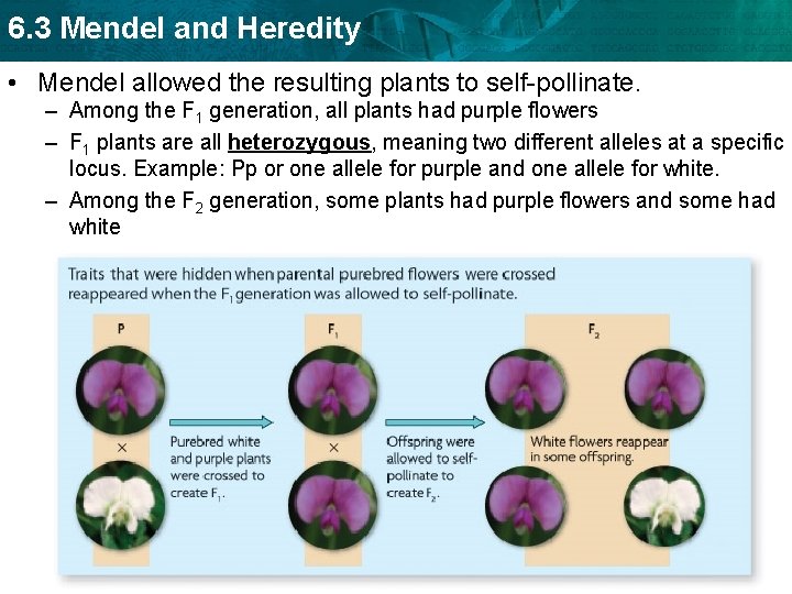 6. 3 Mendel and Heredity • Mendel allowed the resulting plants to self-pollinate. –
