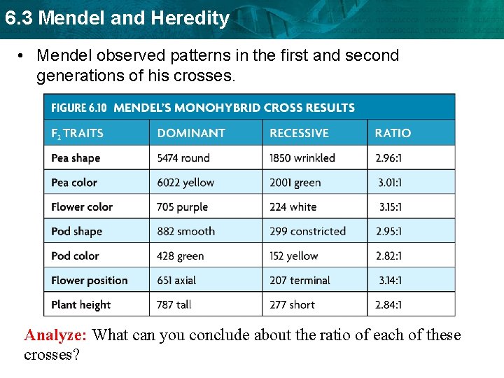 6. 3 Mendel and Heredity • Mendel observed patterns in the first and second