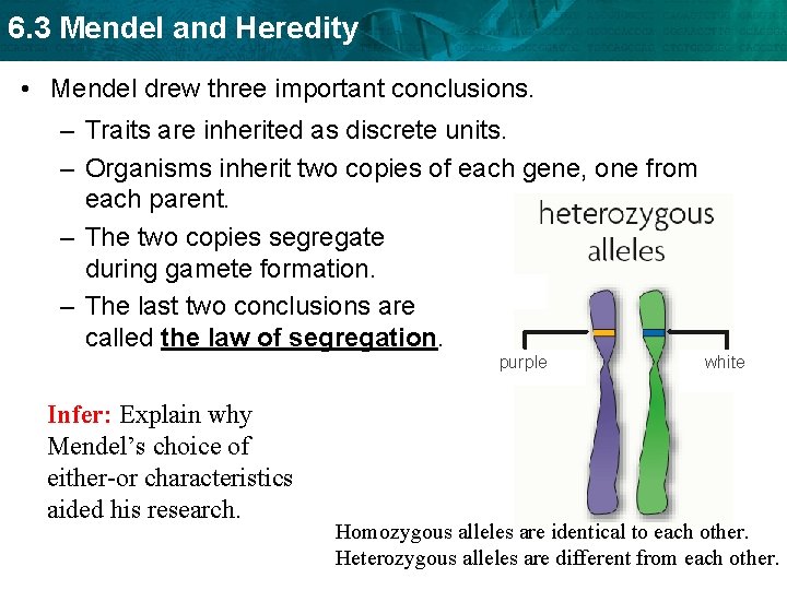 6. 3 Mendel and Heredity • Mendel drew three important conclusions. – Traits are