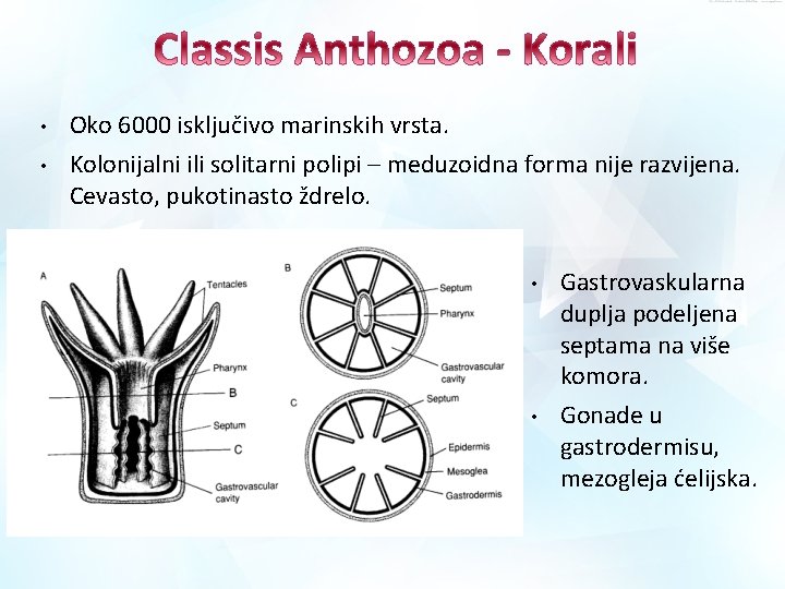  • • Oko 6000 isključivo marinskih vrsta. Kolonijalni ili solitarni polipi – meduzoidna