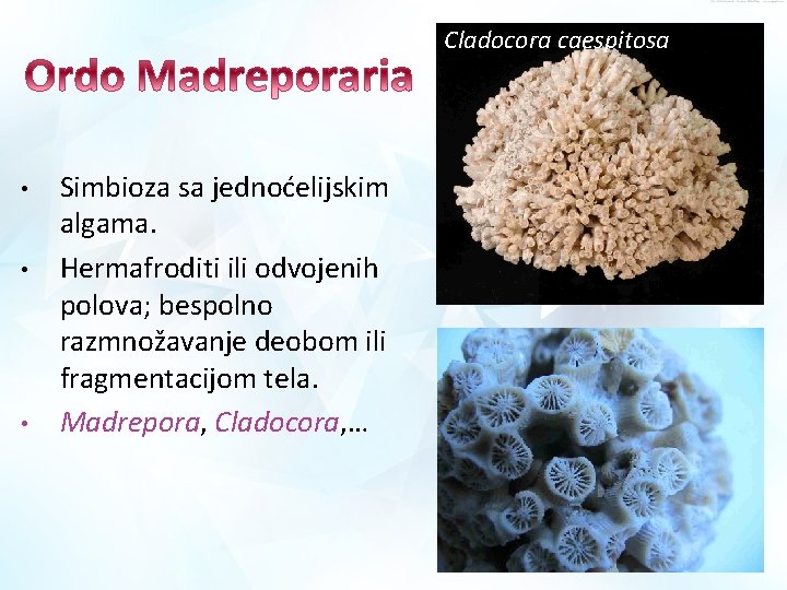 Cladocora caespitosa • • • Simbioza sa jednoćelijskim algama. Hermafroditi ili odvojenih polova; bespolno Cladocora caespitosa • • • Simbioza sa jednoćelijskim algama. Hermafroditi ili odvojenih polova; bespolno