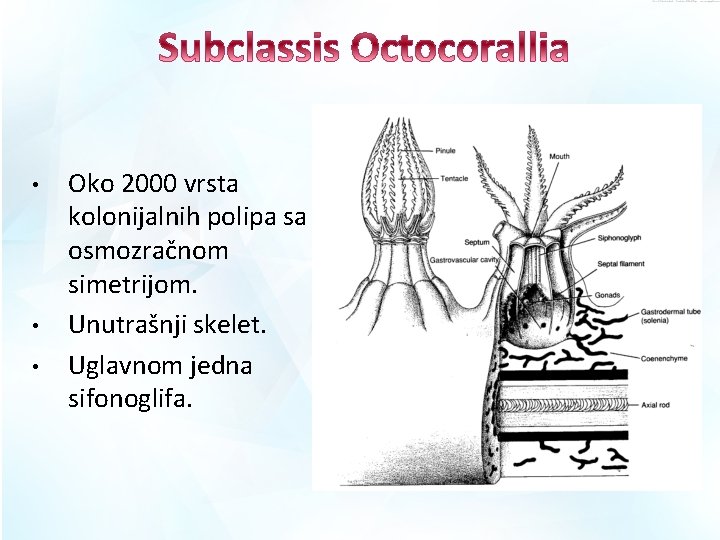  • • • Oko 2000 vrsta kolonijalnih polipa sa osmozračnom simetrijom. Unutrašnji skelet.