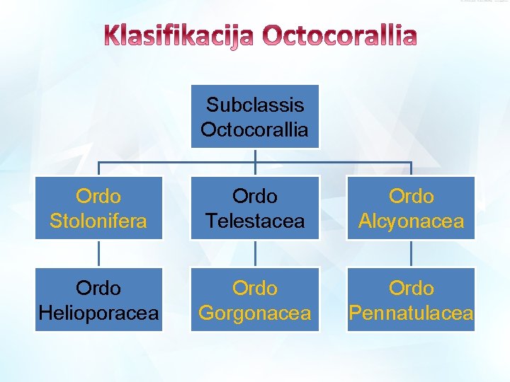 Subclassis Octocorallia Ordo Stolonifera Ordo Telestacea Ordo Alcyonacea Ordo Helioporacea Ordo Gorgonacea Ordo Pennatulacea Subclassis Octocorallia Ordo Stolonifera Ordo Telestacea Ordo Alcyonacea Ordo Helioporacea Ordo Gorgonacea Ordo Pennatulacea