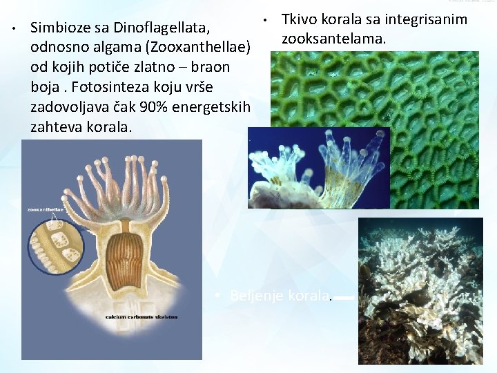  • Simbioze sa Dinoflagellata, odnosno algama (Zooxanthellae) od kojih potiče zlatno – braon