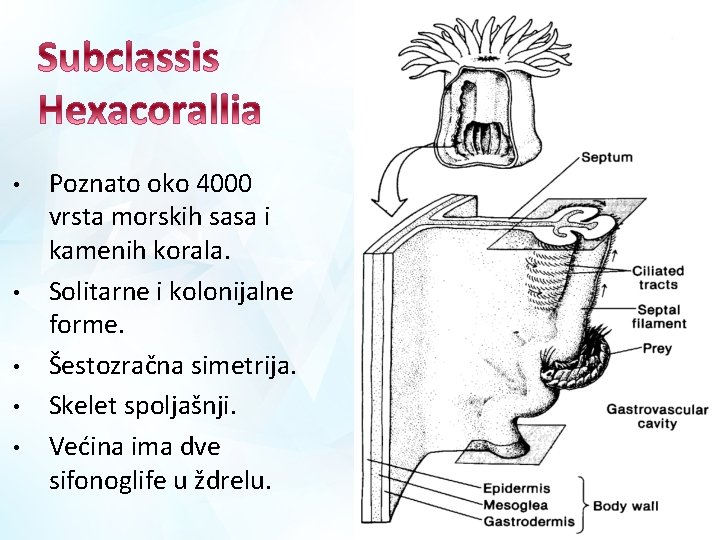  • • • Poznato oko 4000 vrsta morskih sasa i kamenih korala. Solitarne