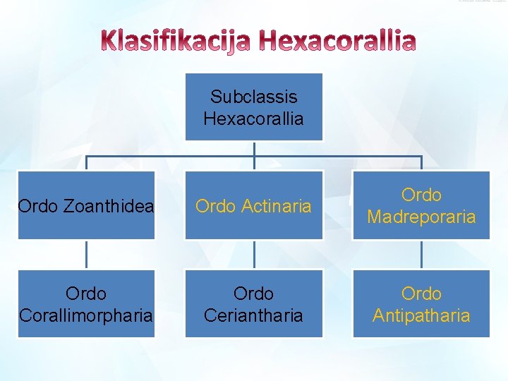 Subclassis Hexacorallia Ordo Zoanthidea Ordo Actinaria Ordo Madreporaria Ordo Corallimorpharia Ordo Ceriantharia Ordo Antipatharia Subclassis Hexacorallia Ordo Zoanthidea Ordo Actinaria Ordo Madreporaria Ordo Corallimorpharia Ordo Ceriantharia Ordo Antipatharia