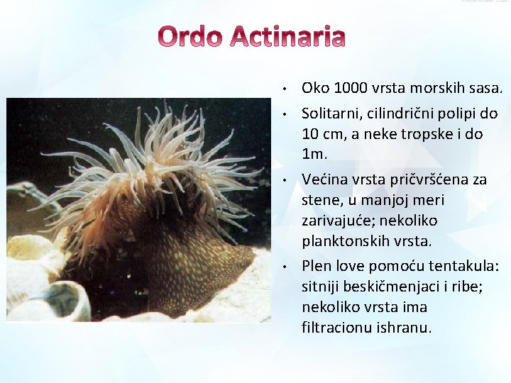• • Oko 1000 vrsta morskih sasa. Solitarni, cilindrični polipi do 10 cm, • • Oko 1000 vrsta morskih sasa. Solitarni, cilindrični polipi do 10 cm,