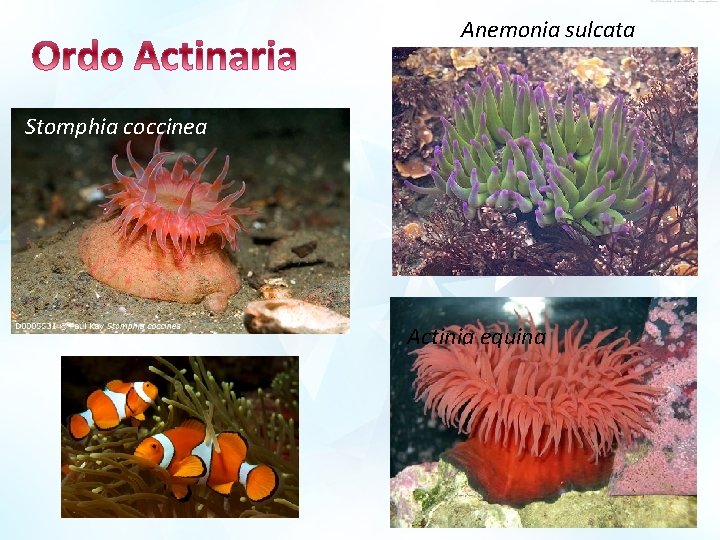 Anemonia sulcata Stomphia coccinea Actinia equina 