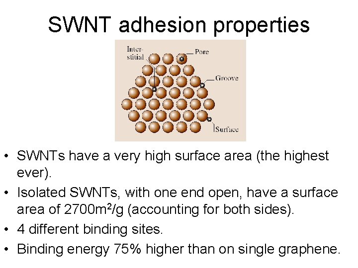 SWNT adhesion properties • SWNTs have a very high surface area (the highest ever).