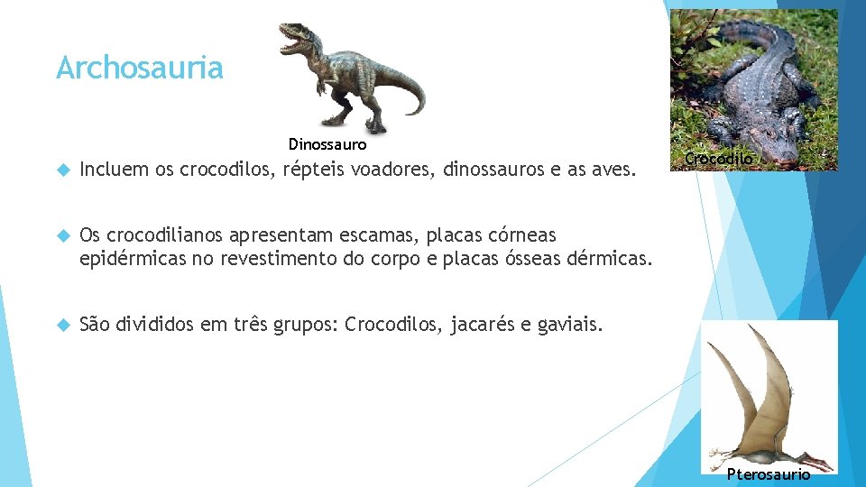 Archosauria Dinossauro Incluem os crocodilos, répteis voadores, dinossauros e as aves. Os crocodilianos apresentam