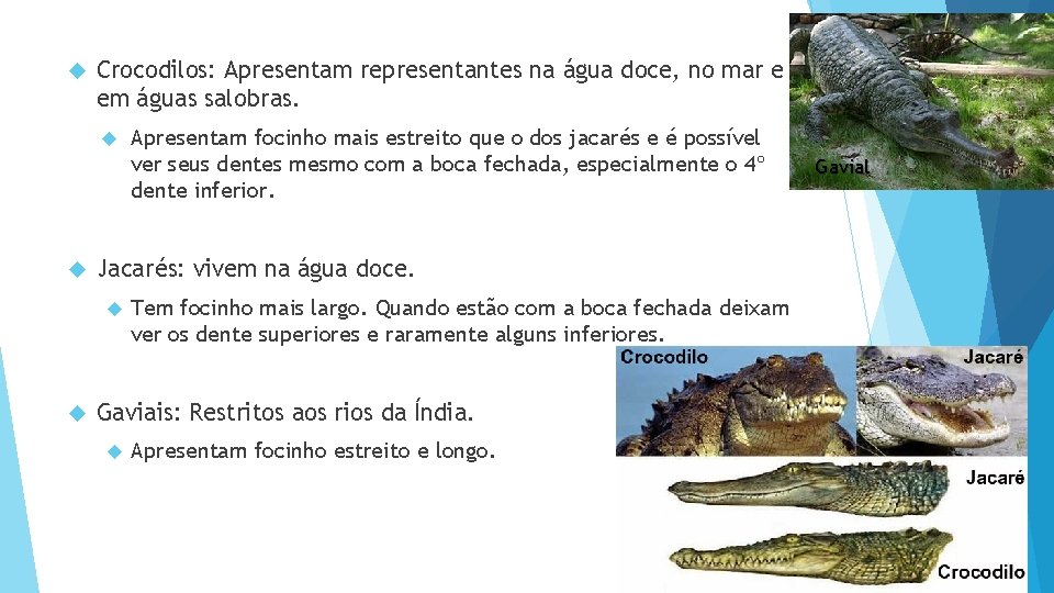  Crocodilos: Apresentam representantes na água doce, no mar e em águas salobras. Jacarés: