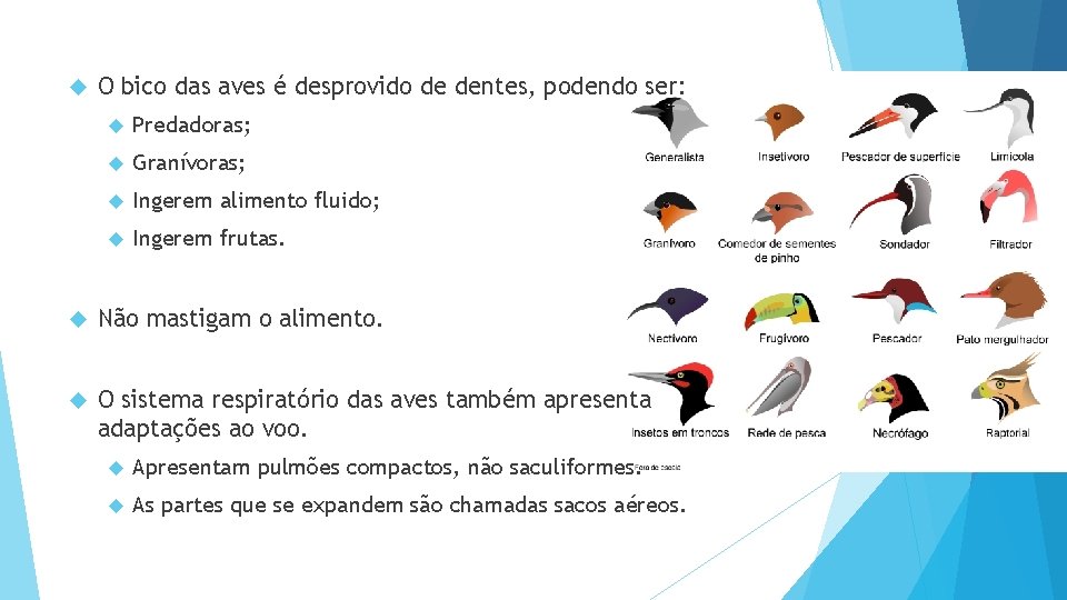  O bico das aves é desprovido de dentes, podendo ser: Predadoras; Granívoras; Ingerem