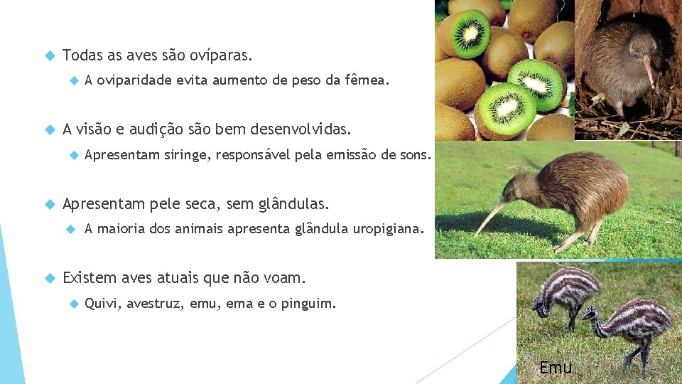  Todas as aves são ovíparas. A visão e audição são bem desenvolvidas. Apresentam