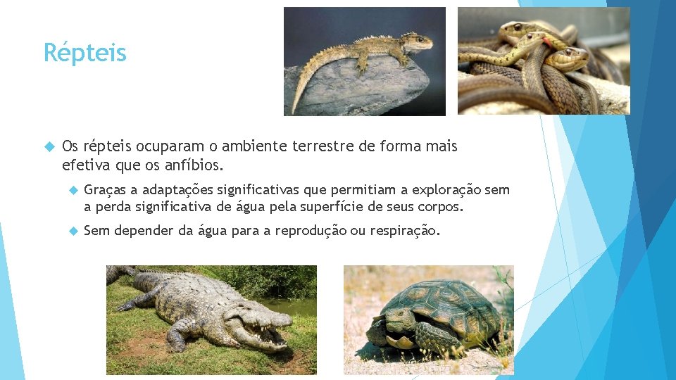 Répteis Os répteis ocuparam o ambiente terrestre de forma mais efetiva que os anfíbios.
