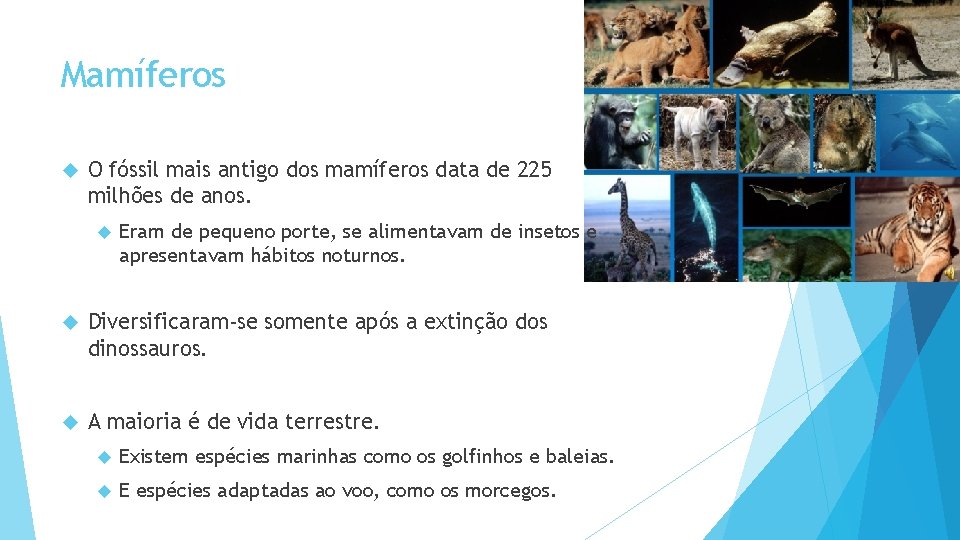 Mamíferos O fóssil mais antigo dos mamíferos data de 225 milhões de anos. Eram