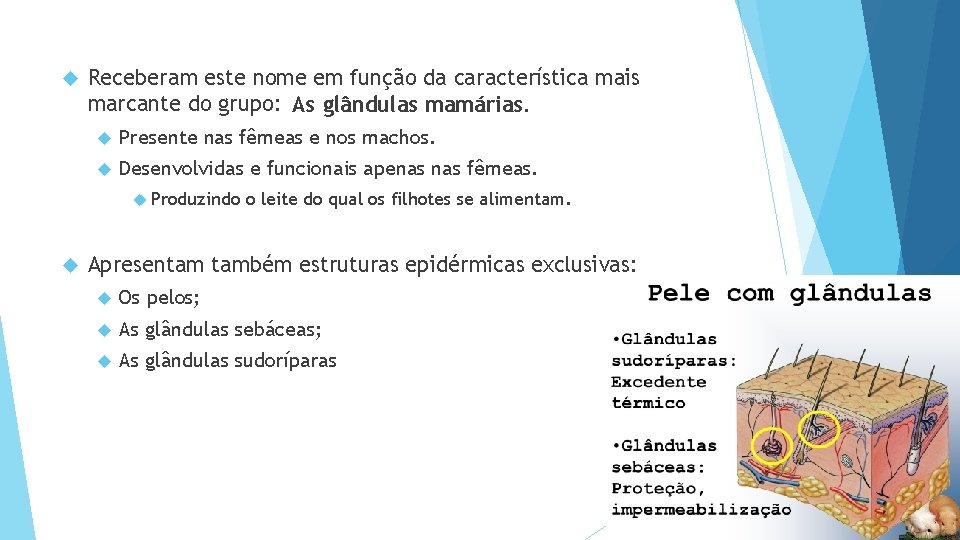  Receberam este nome em função da característica mais marcante do grupo: As glândulas