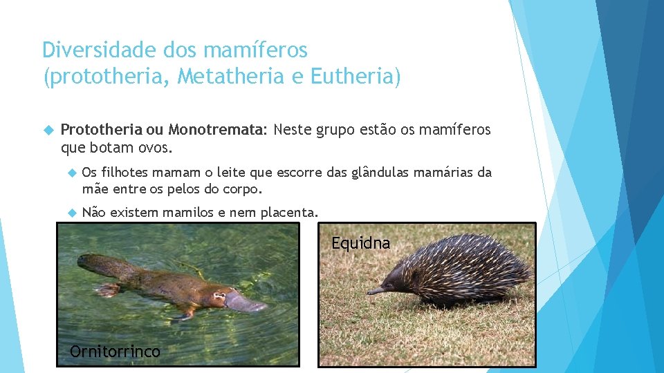 Diversidade dos mamíferos (prototheria, Metatheria e Eutheria) Prototheria ou Monotremata: Neste grupo estão os