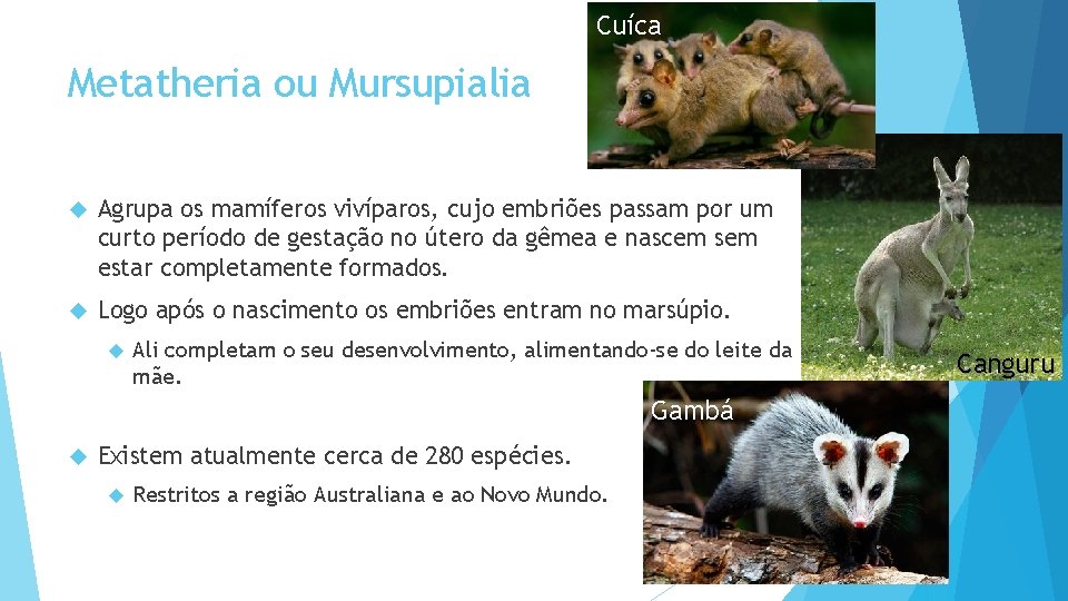 Cuíca Metatheria ou Mursupialia Agrupa os mamíferos vivíparos, cujo embriões passam por um curto