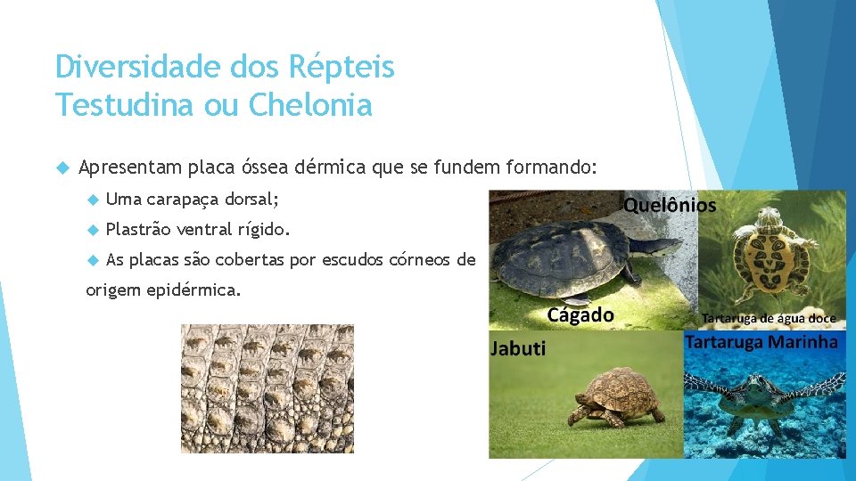 Diversidade dos Répteis Testudina ou Chelonia Apresentam placa óssea dérmica que se fundem formando:
