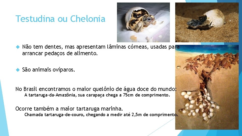 Testudina ou Chelonia Não tem dentes, mas apresentam lâminas córneas, usadas para arrancar pedaços