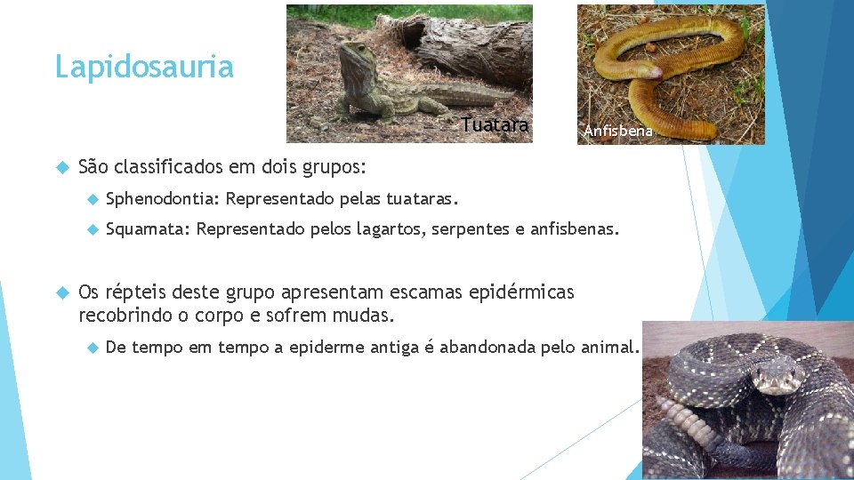 Lapidosauria Tuatara Anfisbena São classificados em dois grupos: Sphenodontia: Representado pelas tuataras. Squamata: Representado