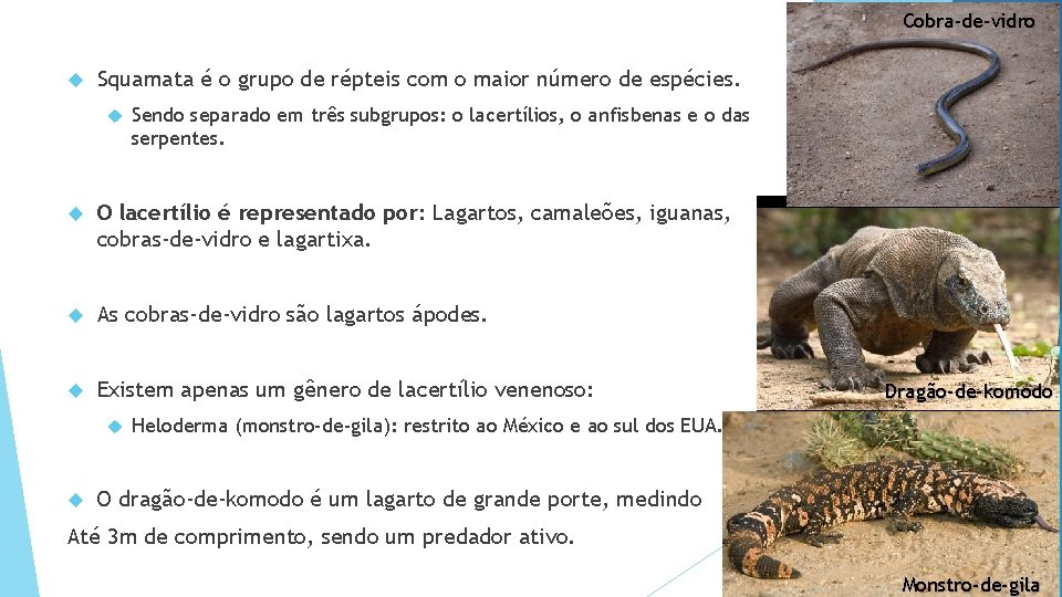 Cobra-de-vidro Squamata é o grupo de répteis com o maior número de espécies. Sendo