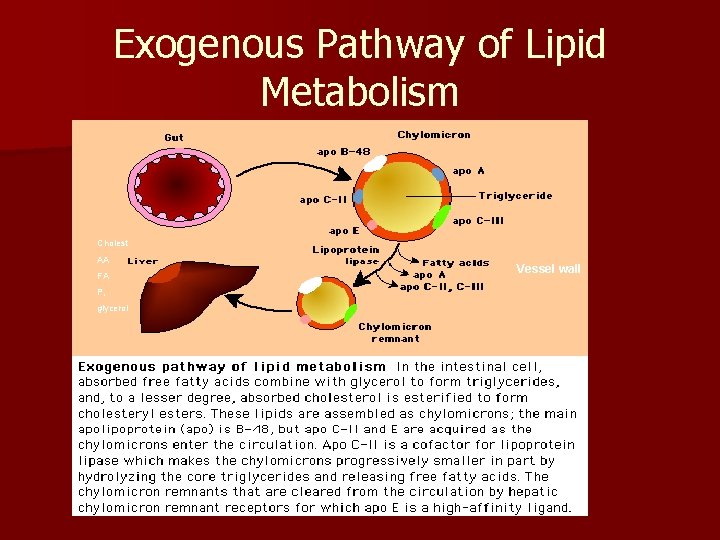 Exogenous Pathway of Lipid Metabolism Cholest AA FA P, glycerol Vessel wall 