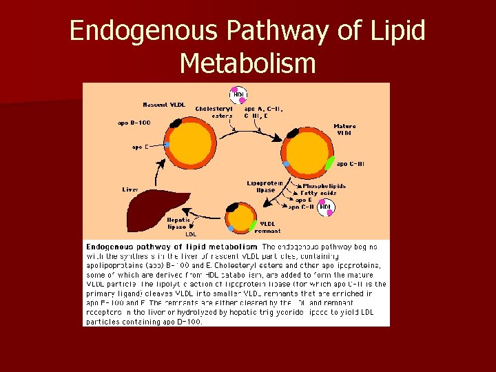 Endogenous Pathway of Lipid Metabolism 