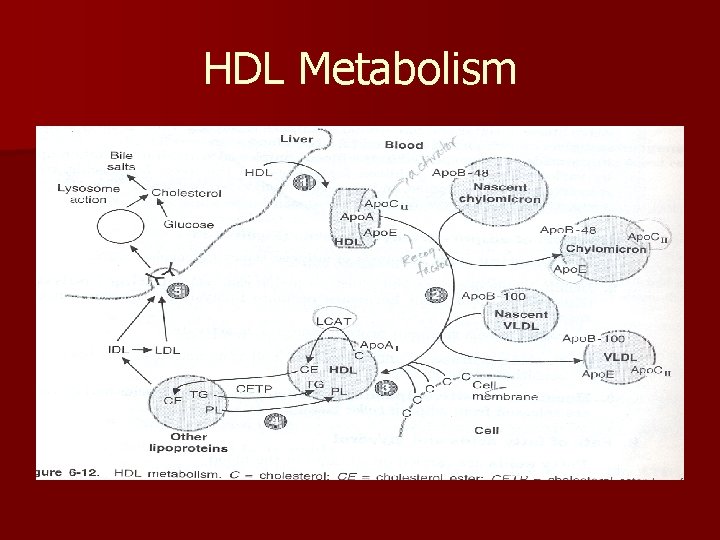 HDL Metabolism 