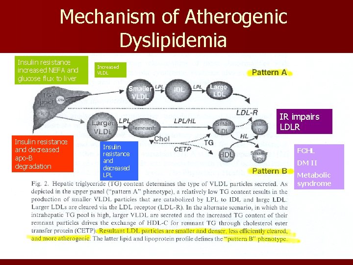 Mechanism of Atherogenic Dyslipidemia Insulin resistance increased NEFA and glucose flux to liver Increased