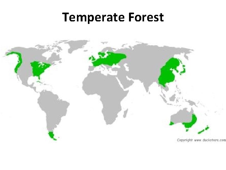 Temperate Forest 