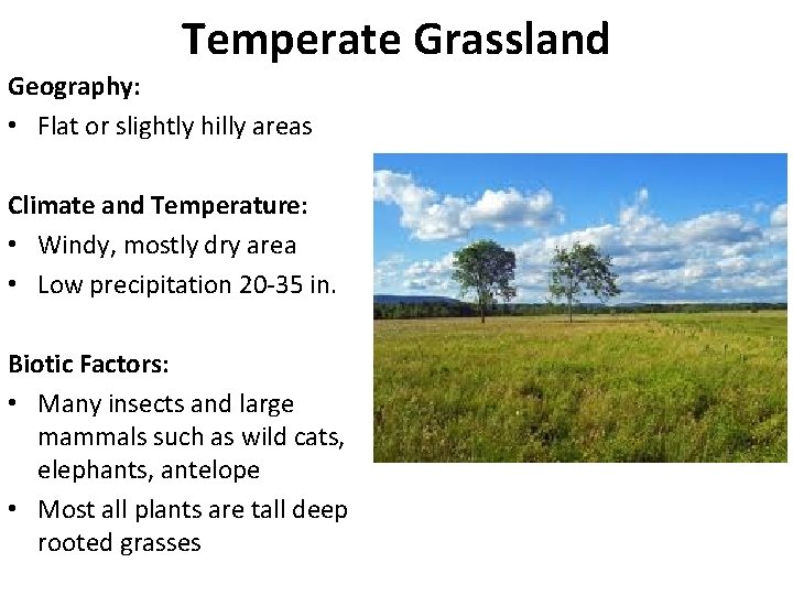 Temperate Grassland Geography: • Flat or slightly hilly areas Climate and Temperature: • Windy,