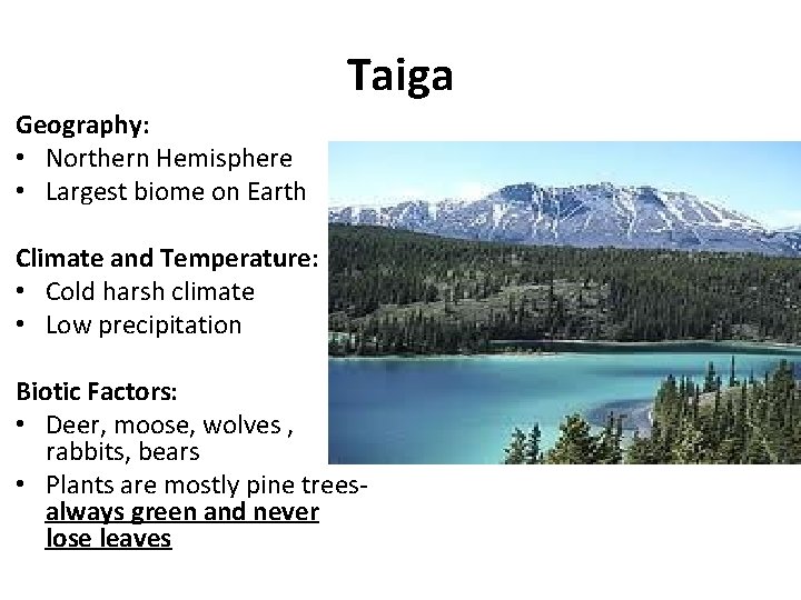 Taiga Geography: • Northern Hemisphere • Largest biome on Earth Climate and Temperature: •