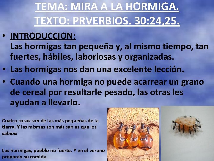 TEMA: MIRA A LA HORMIGA. TEXTO: PRVERBIOS. 30: 24, 25. • INTRODUCCION: Las hormigas