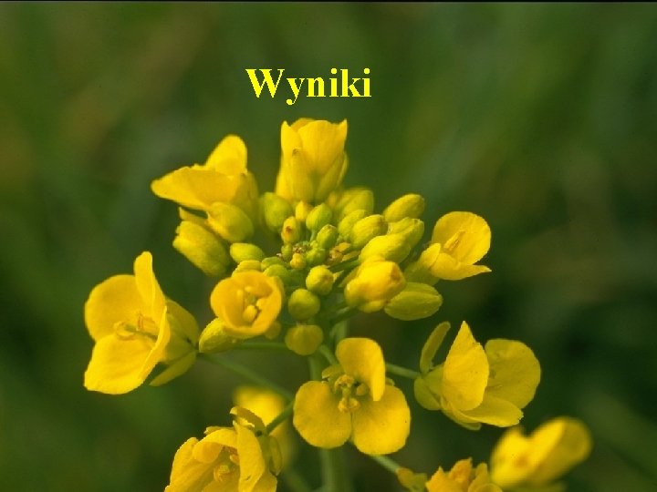 Wyniki 