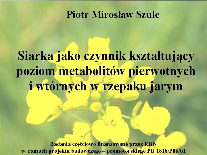 Piotr Mirosław Szulc Siarka jako czynnik kształtujący poziom metabolitów pierwotnych i wtórnych w rzepaku