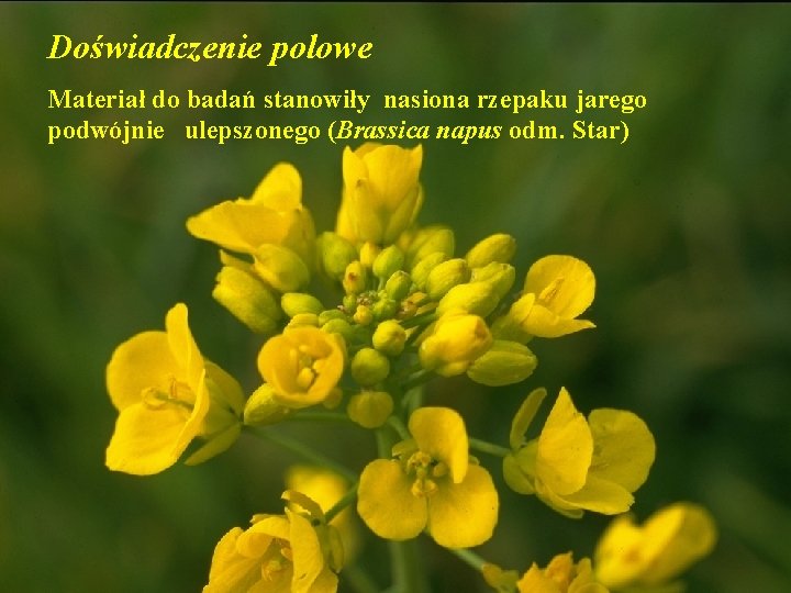 Doświadczenie polowe Materiał do badań stanowiły nasiona rzepaku jarego podwójnie ulepszonego (Brassica napus odm.