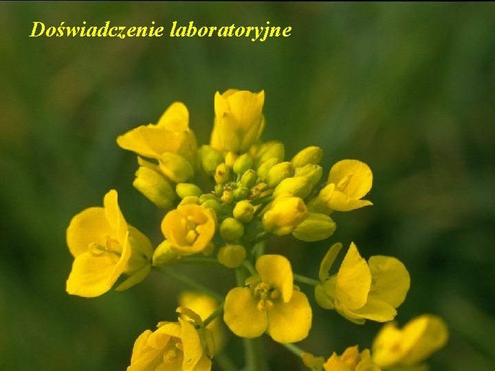 Doświadczenie laboratoryjne 