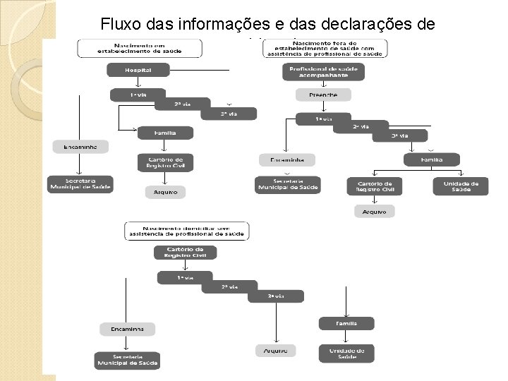 Fluxo das informações e das declarações de nascidos vivos 