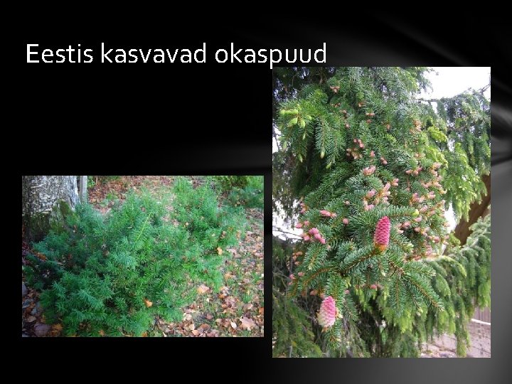 Eestis kasvavad okaspuud 