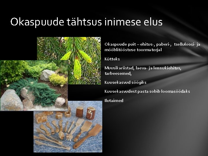 Okaspuude tähtsus inimese elus Okaspuude puit – ehitus-, paberi-, tselluloosi- ja mööblitööstuse toormaterjal Kütteks