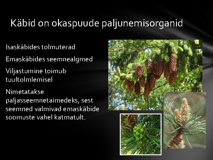 Käbid on okaspuude paljunemisorganid Isaskäbides tolmuterad Emaskäbides seemnealgmed Viljastumine toimub tuultolmlemisel Nimetatakse paljasseemnetaimedeks, sest