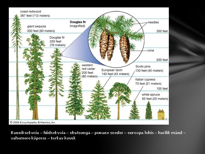 Ranniksekvoia – hiidsekvoia – ebatsuuga – punane seeder – euroopa lehis – harilik mänd