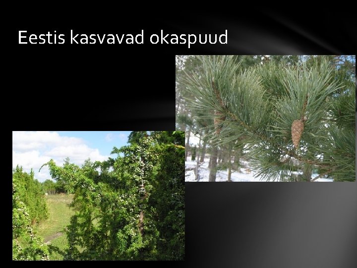 Eestis kasvavad okaspuud 