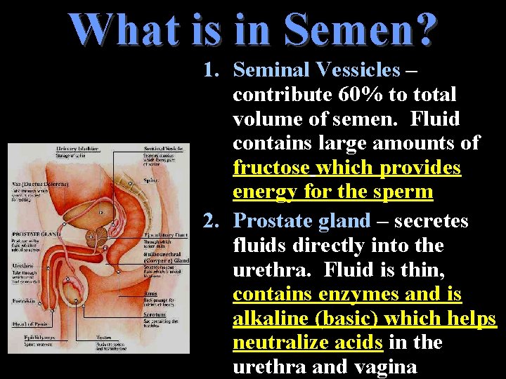 What is in Semen? 1. Seminal Vessicles – contribute 60% to total volume of What is in Semen? 1. Seminal Vessicles – contribute 60% to total volume of